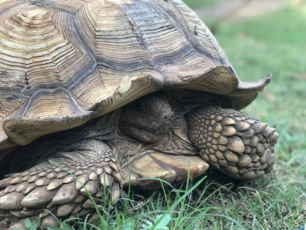 Big tortoise