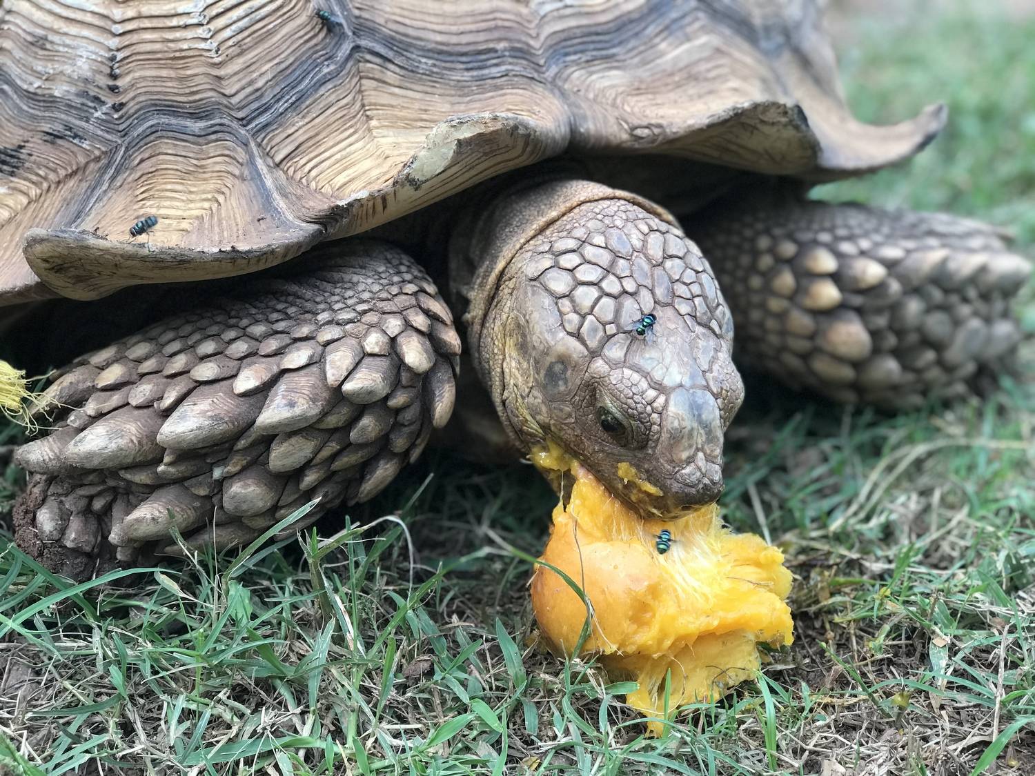 Tortoise eating mango