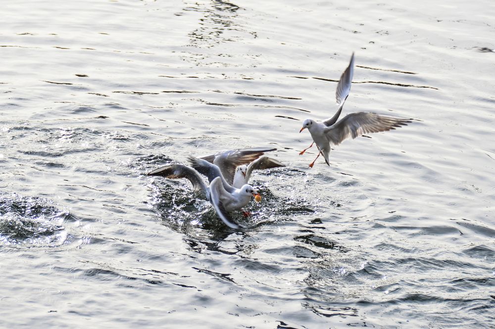 Photograph by Дарья Беляк