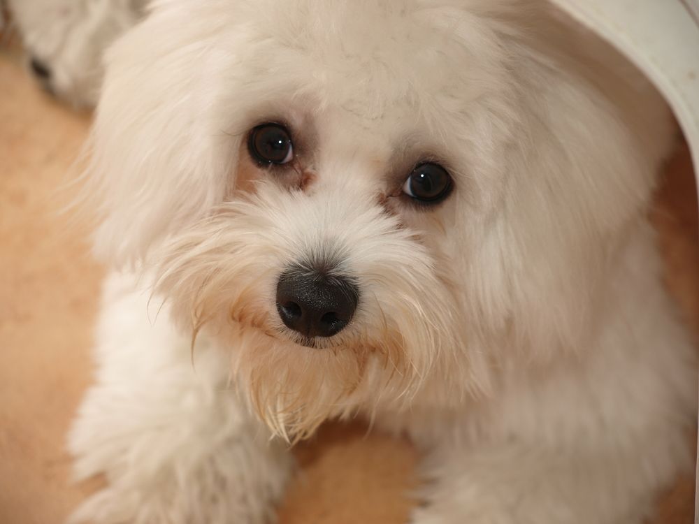maltese, pet, colorart, photopets2022
