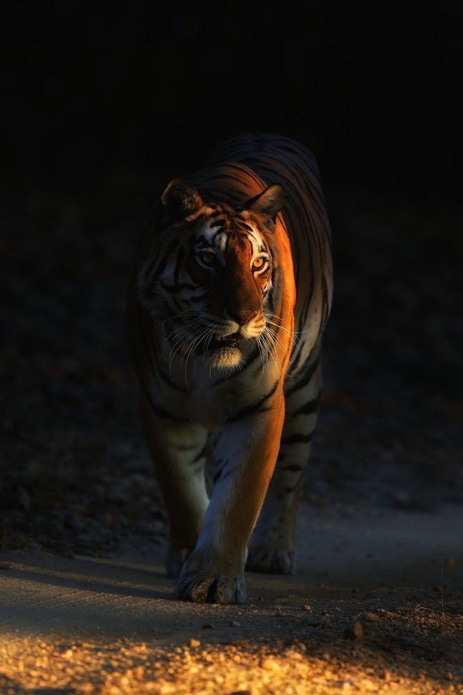 Photograph by Patel K Phalgun