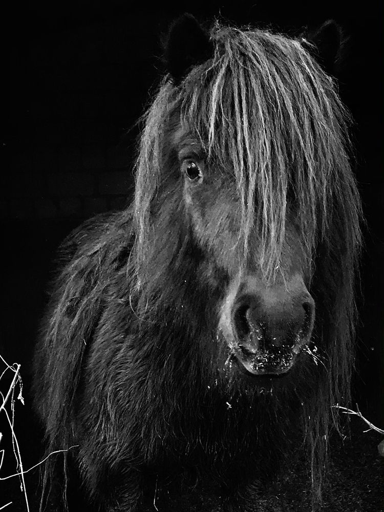 Shetland Pony