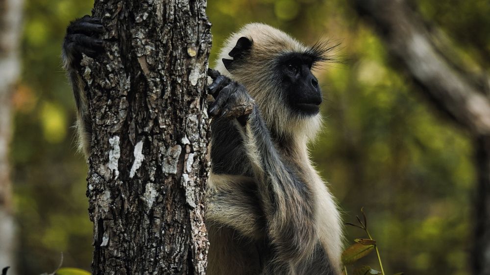 Gray langur