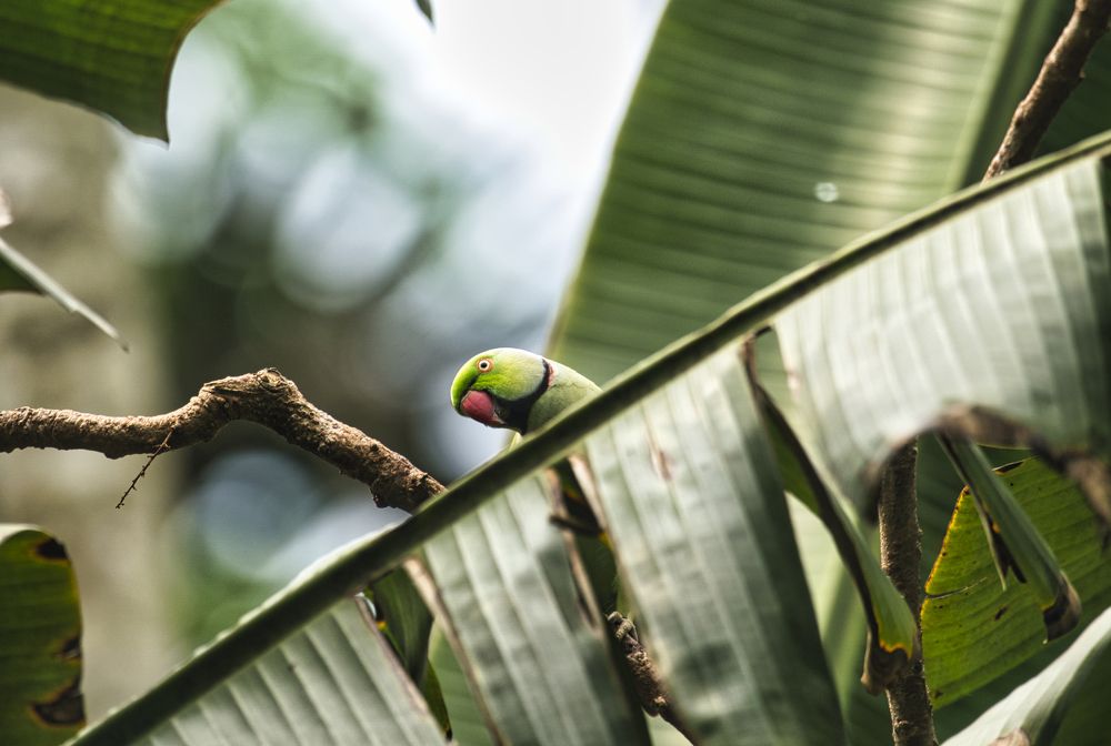 rose ringed parakeet