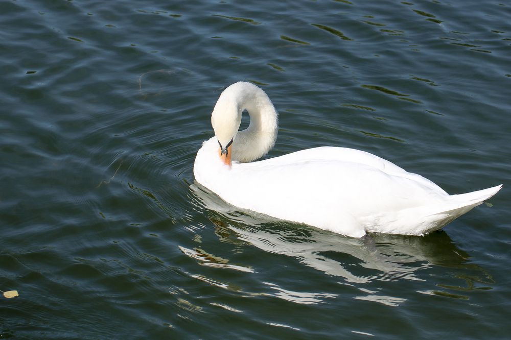 Photograph by Надежда Зайцева