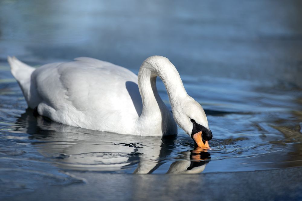 Photograph by Светлана Писарева