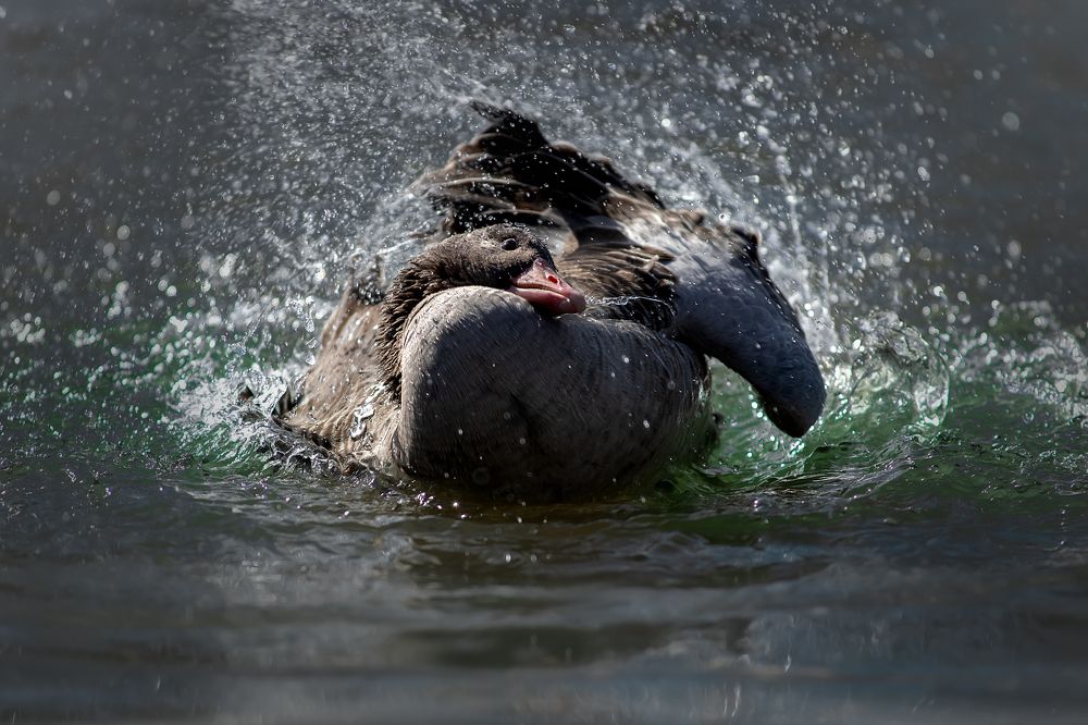 Photograph by Светлана Писарева
