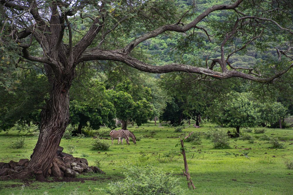 Photograph by Наталья Кокорина