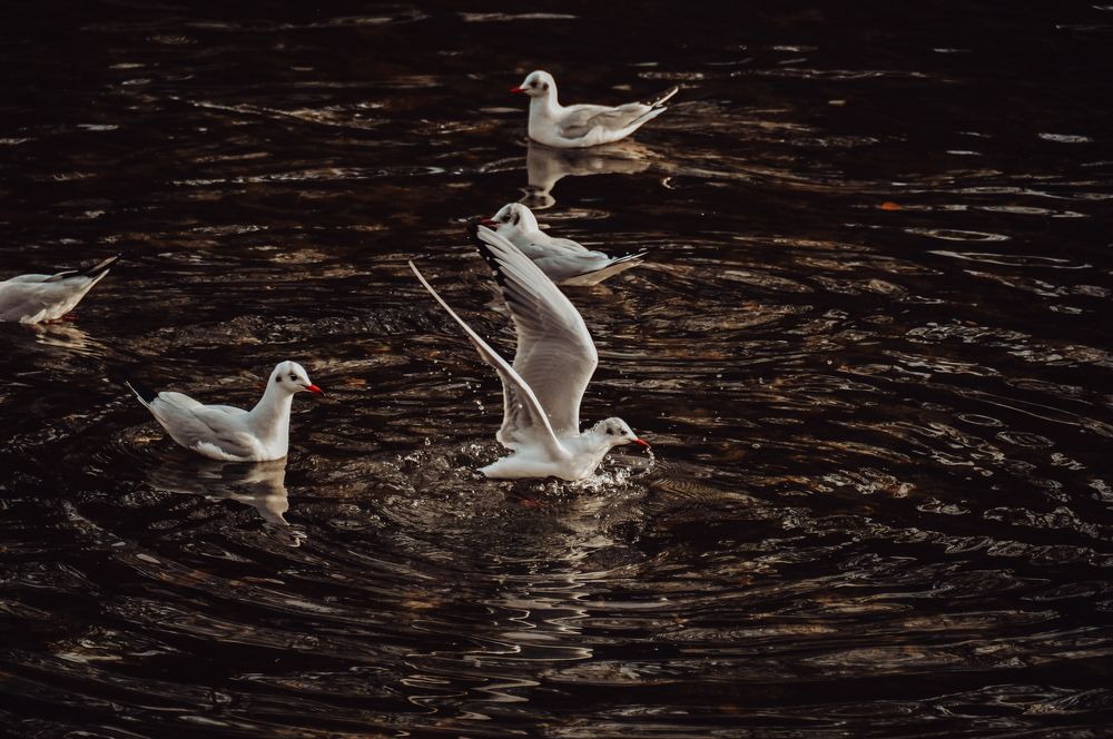 Photograph by Дарья Беляк