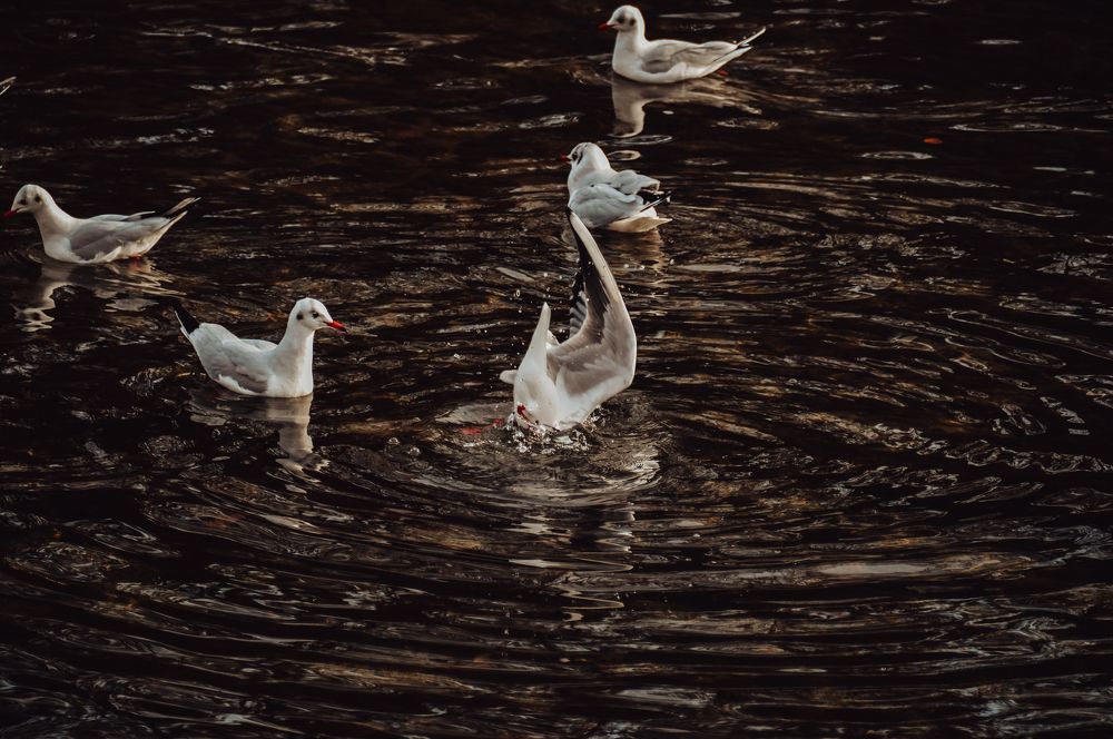 Photograph by Дарья Беляк