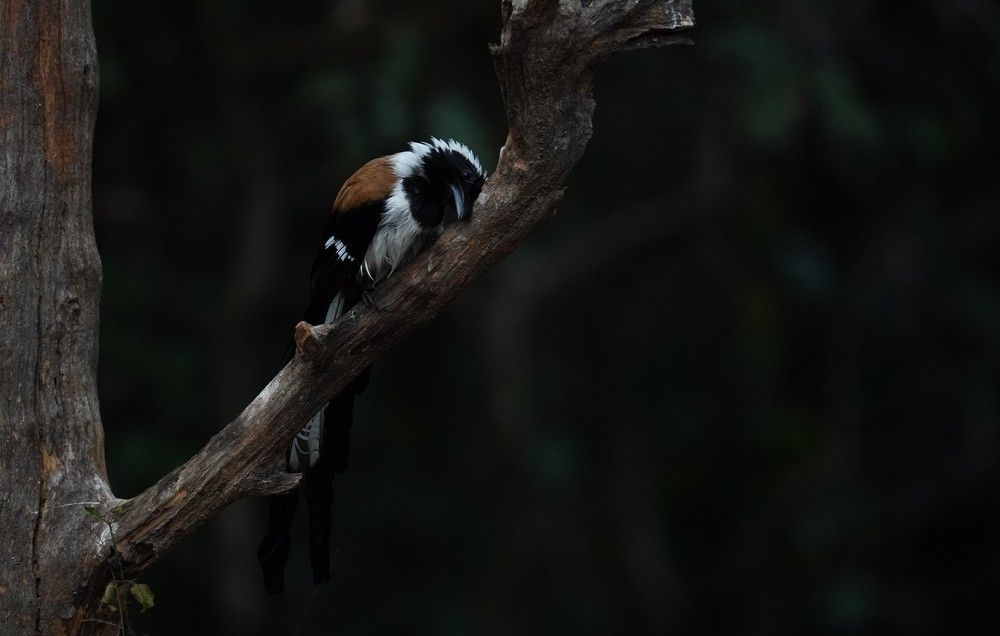 White-bellied treepie