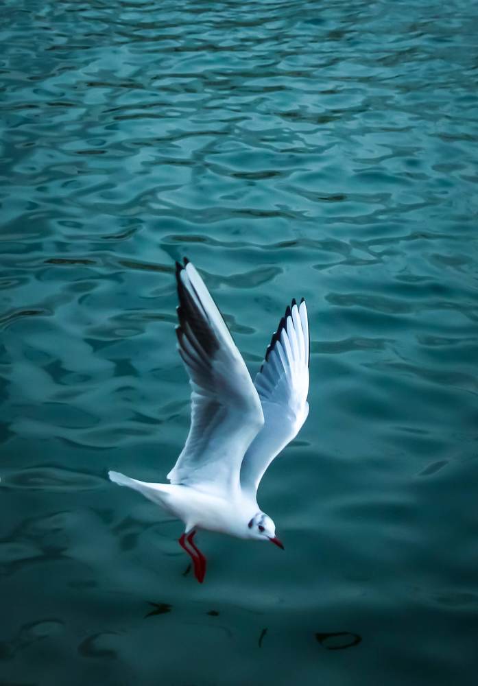 Photograph by talanavard farzad