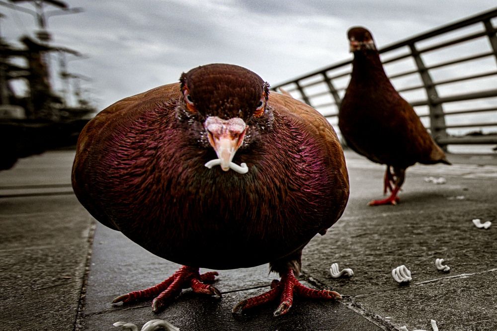 Photograph by Surianto Sbt Achmad