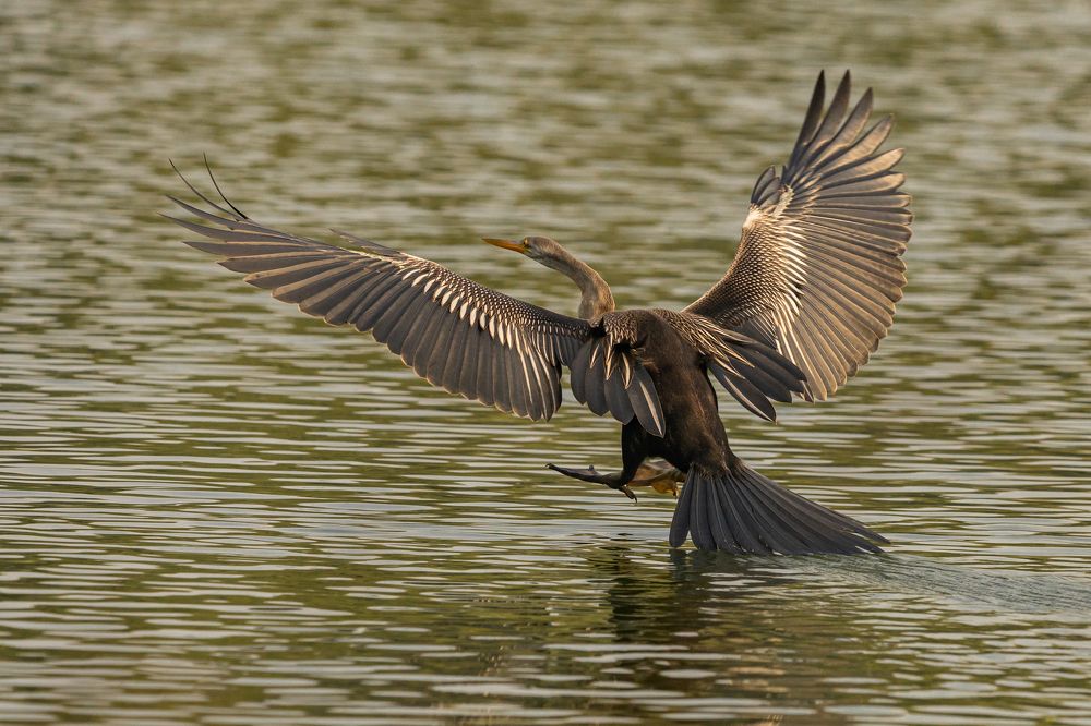 Фотография автора Pradeep Plaha