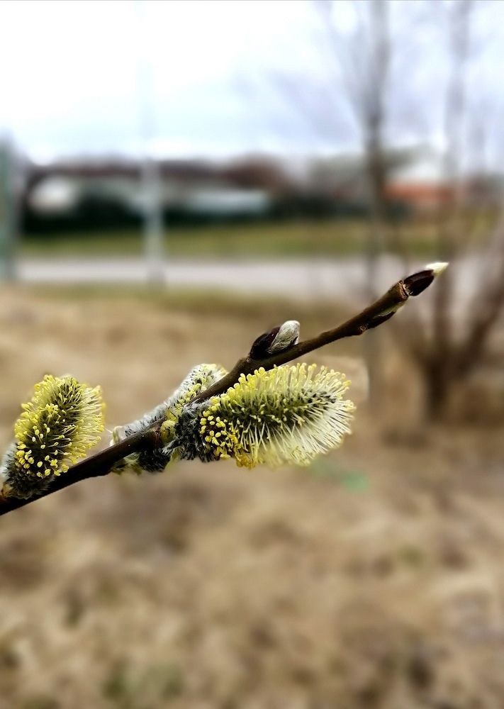 Photograph by Кира Орлова