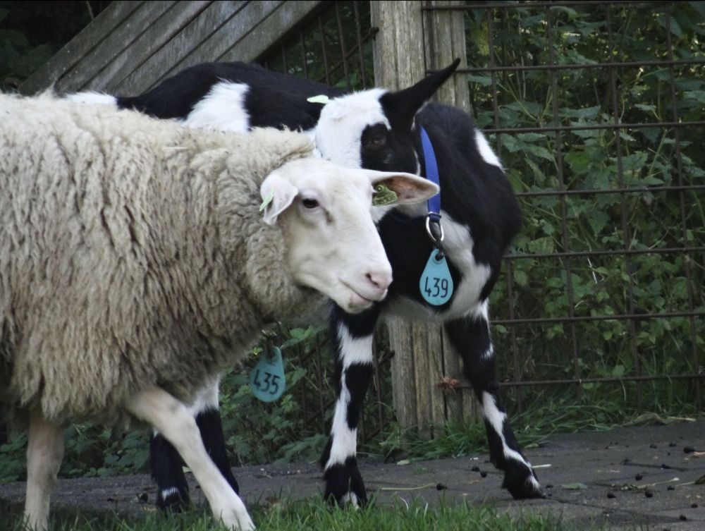 Photograph by Sona Sahakian