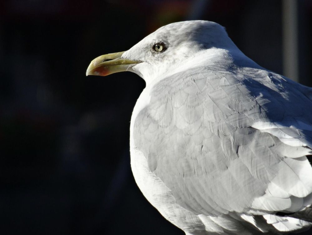 Photograph by Sona Sahakian