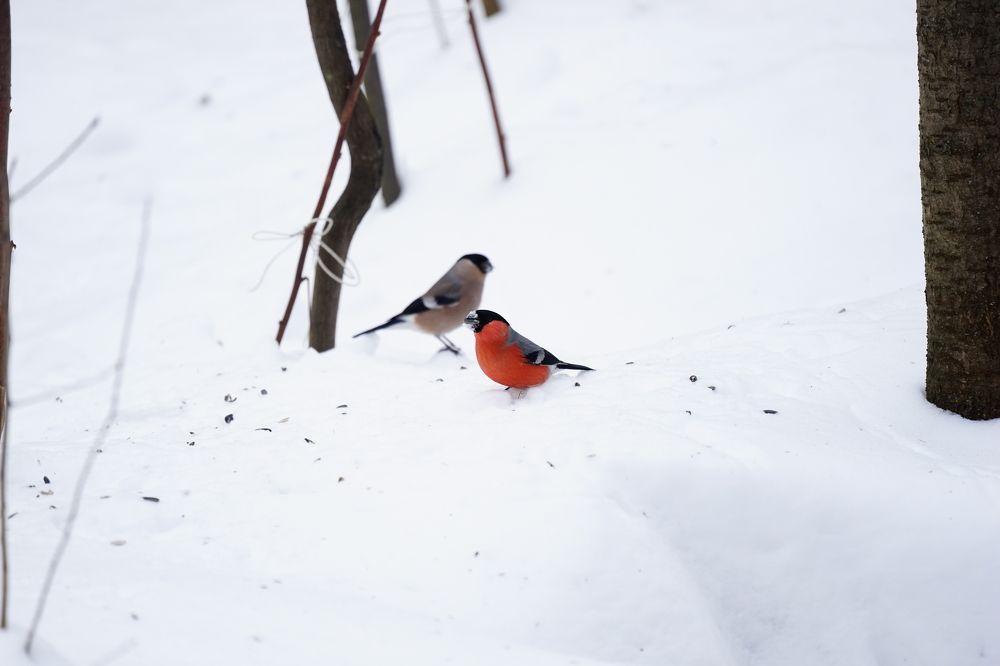Photograph by Алексей Прохоров