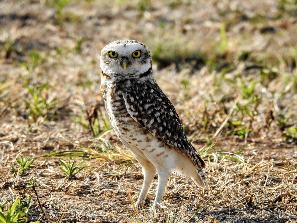 Фотография автора Leonardo Cobelas