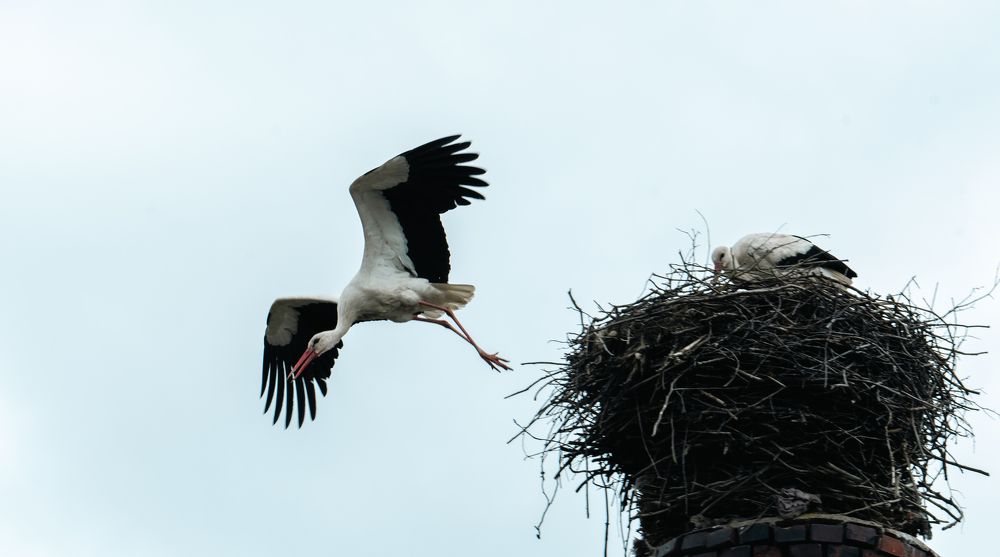 Photograph by Юлия Тельпова