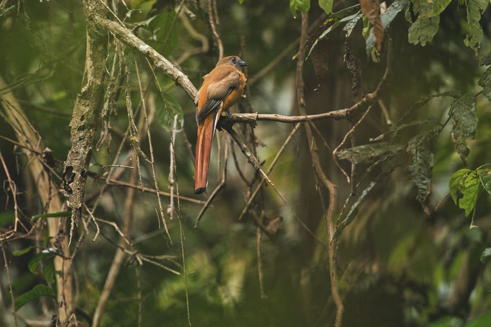 Malabar trogon