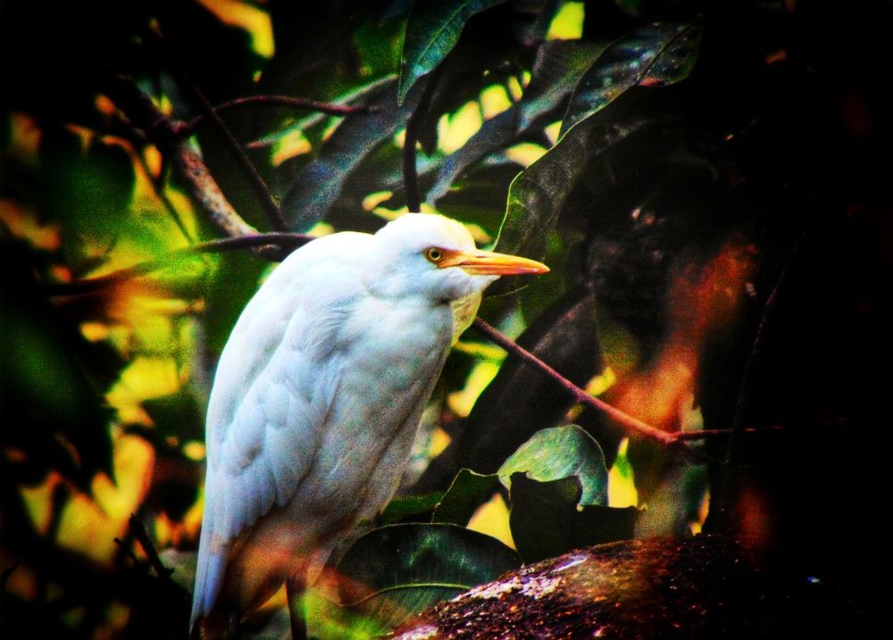 Photograph by Ruchika Kalangutkar