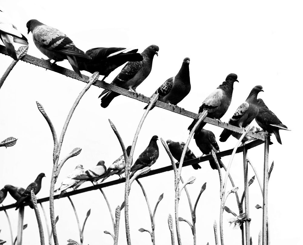 Photograph by Галина Сероштан