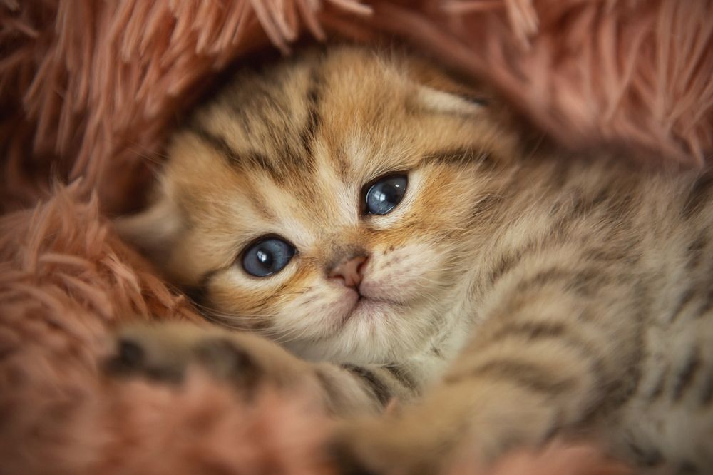 Photograph by Марина Леоненко