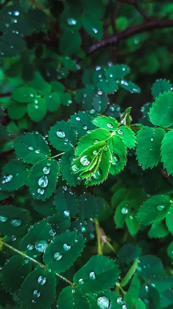 Photograph by Оксана Корепанова