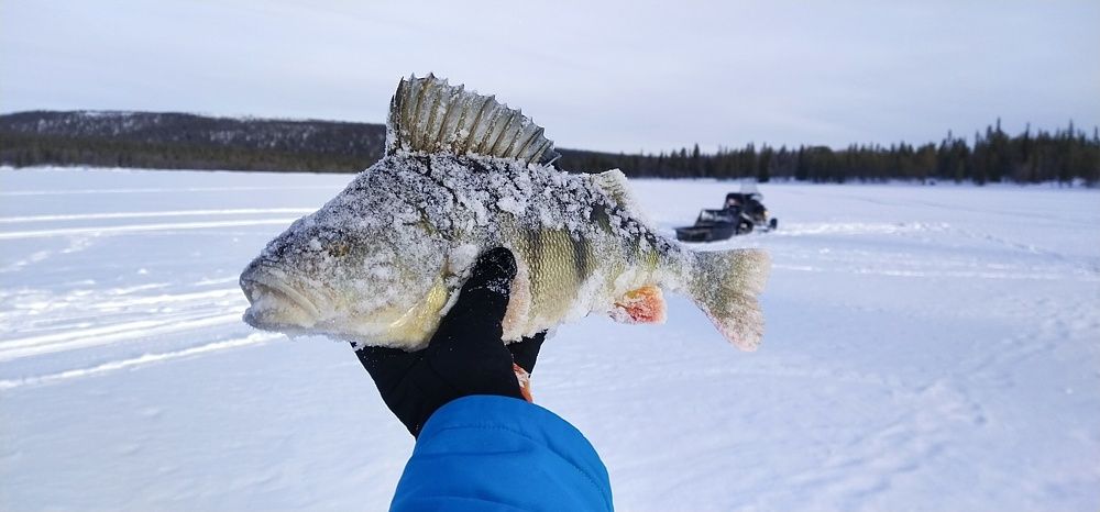 Photo #7511730