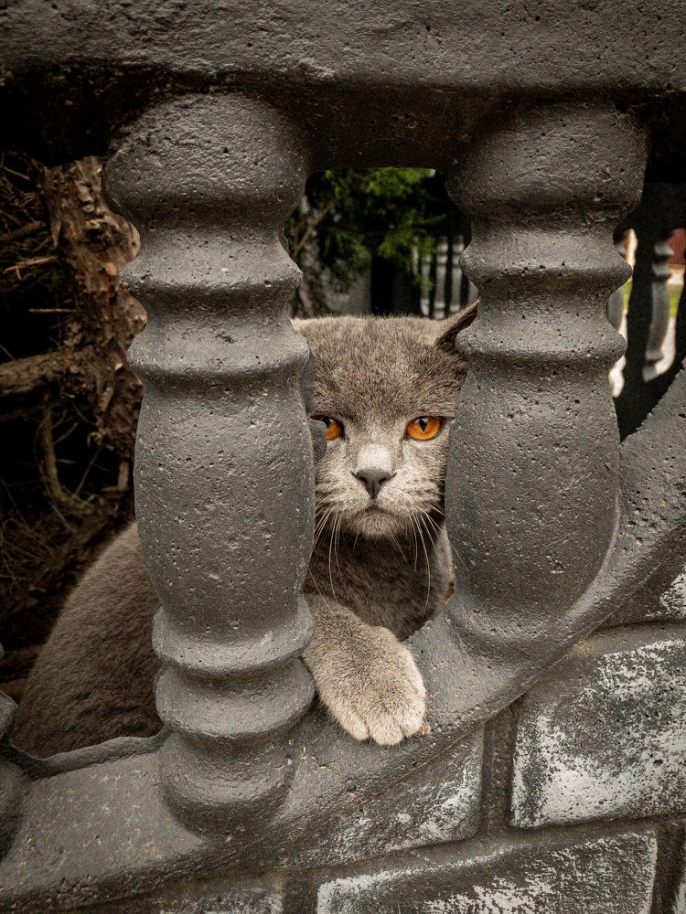 Фотография автора Наталья Кирпичёва