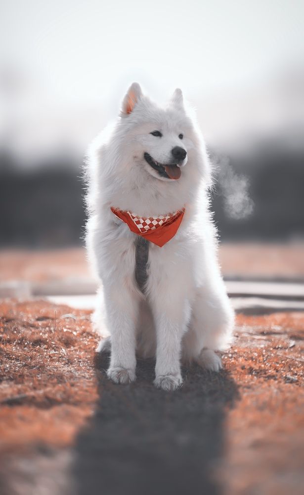 Photograph by alireza eskandari