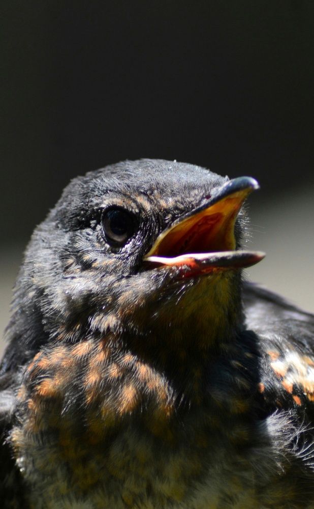 Photograph by Tanbin Farazi