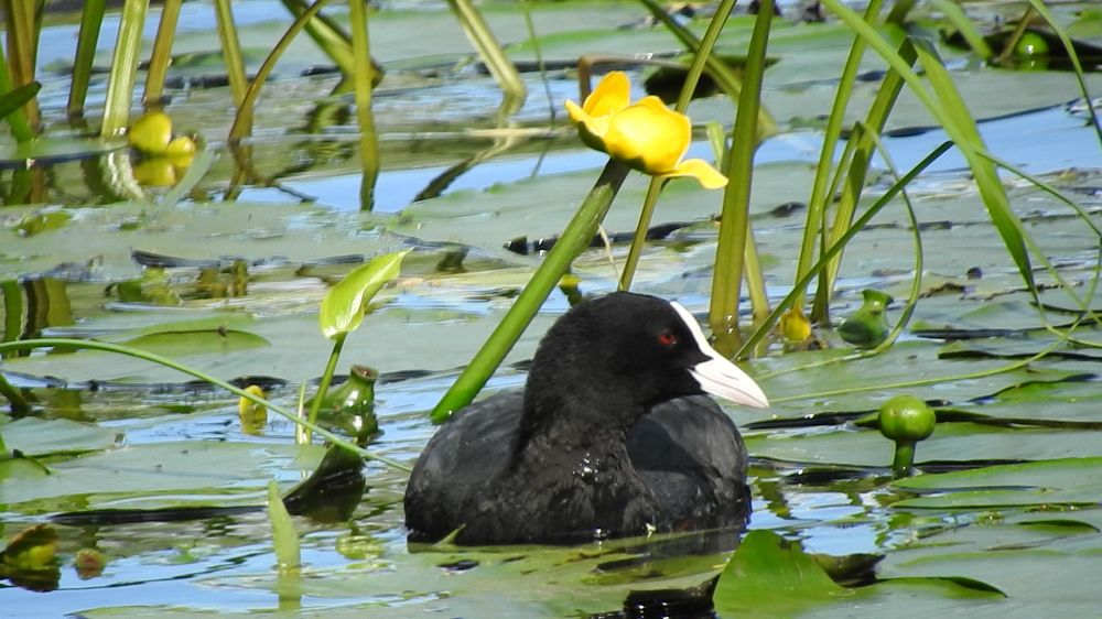 Фотография автора Юлия Овчинникова