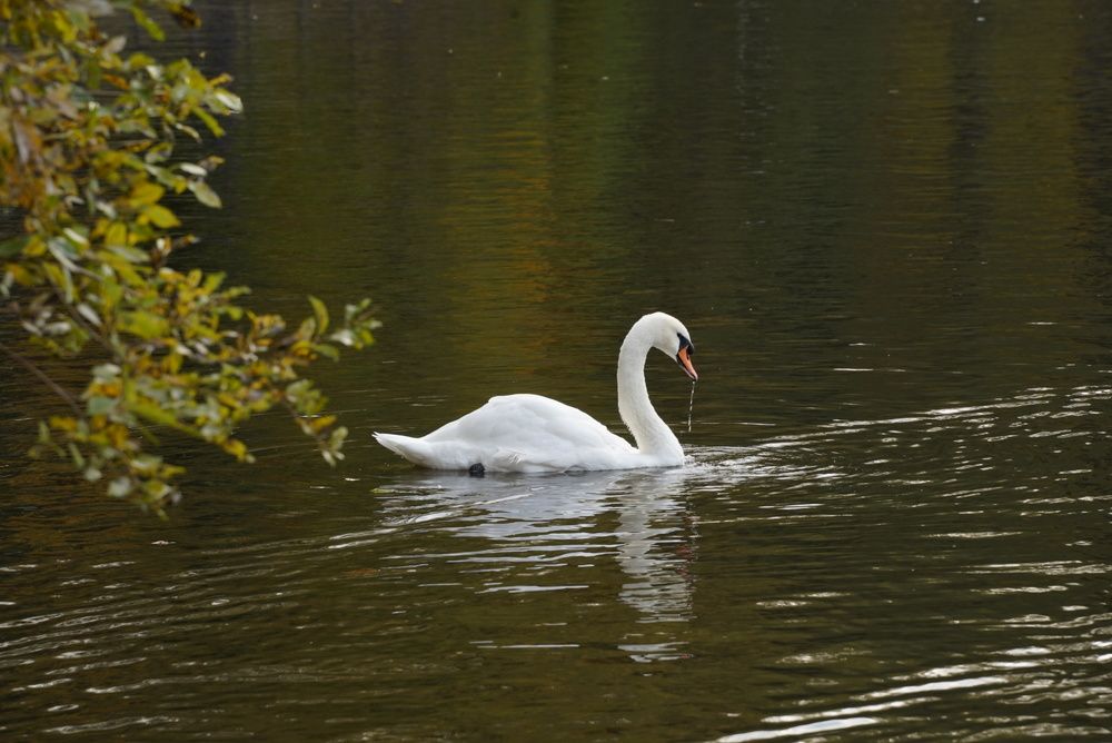 Фотография автора Юлия Овчинникова