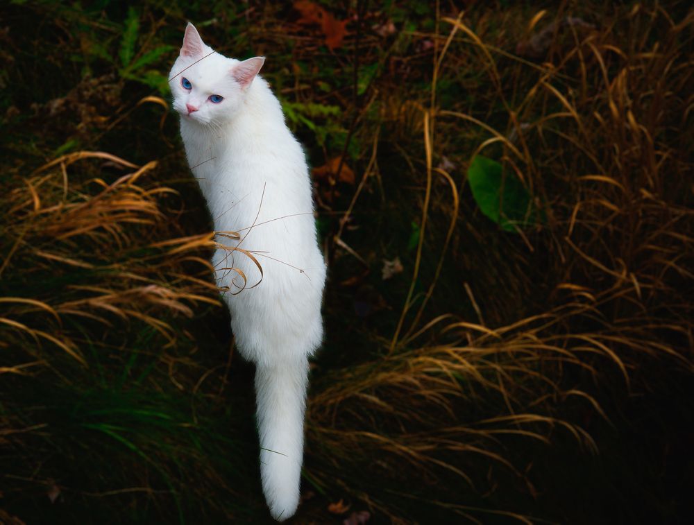 Photograph by Raghuvamsh Chavali