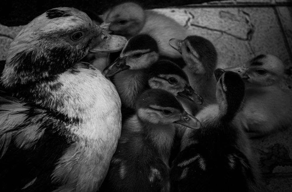 Photograph by Карина Дудатьева