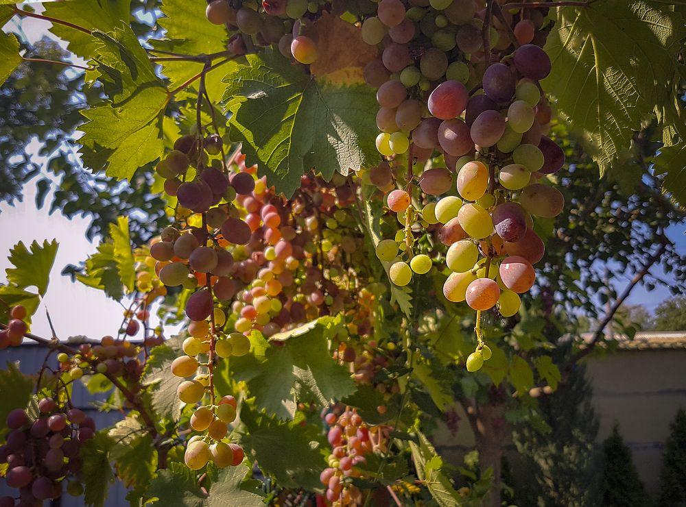 Photograph by Светлана Мельник