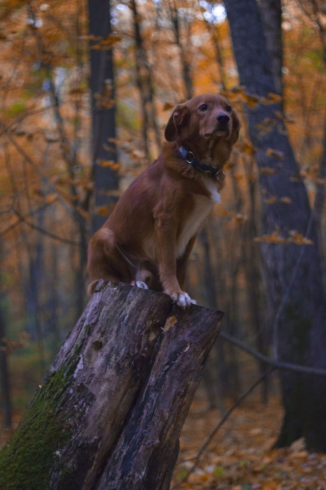 Высоко сижу, далеко гляжу.