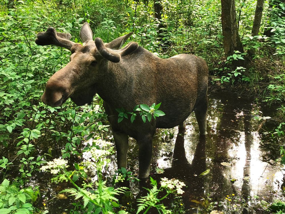 Красавчик Лось!!!  Handsome Moose!!!