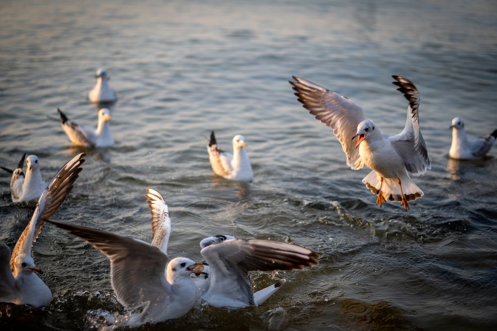 Photograph by Александр Кудрявцев