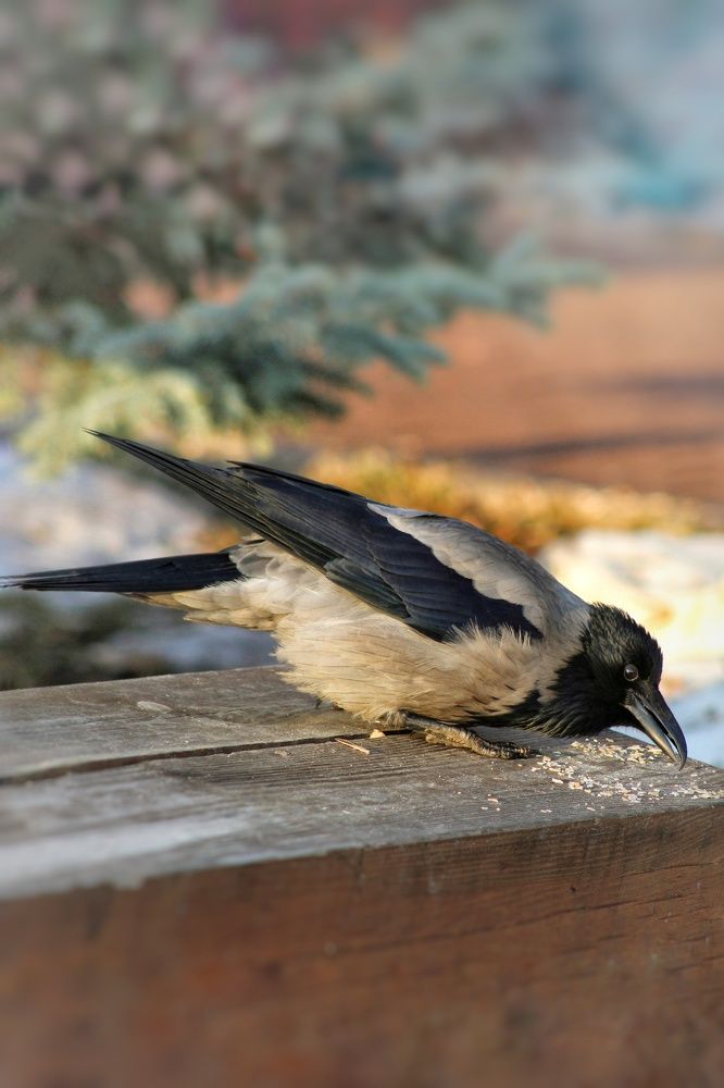 Фотография автора Тамара Караваева