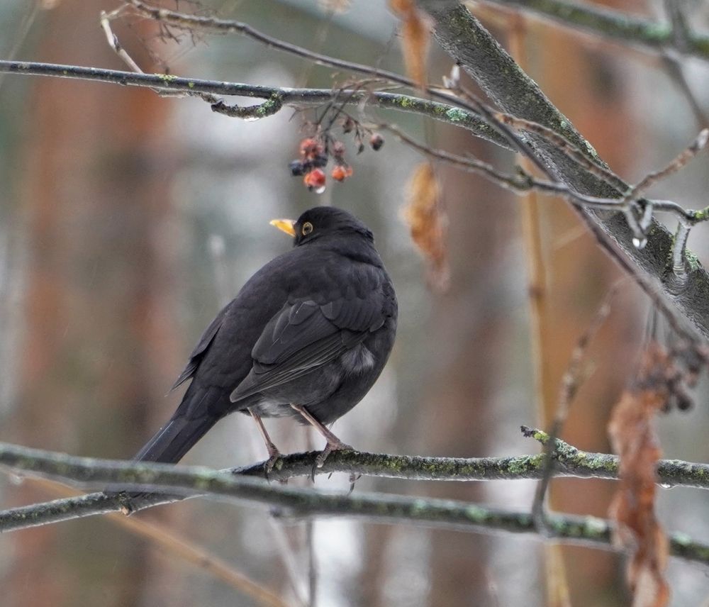 Photograph by Марина Безенкина