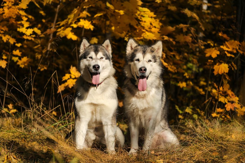 Photograph by Наталья Гайдукевич