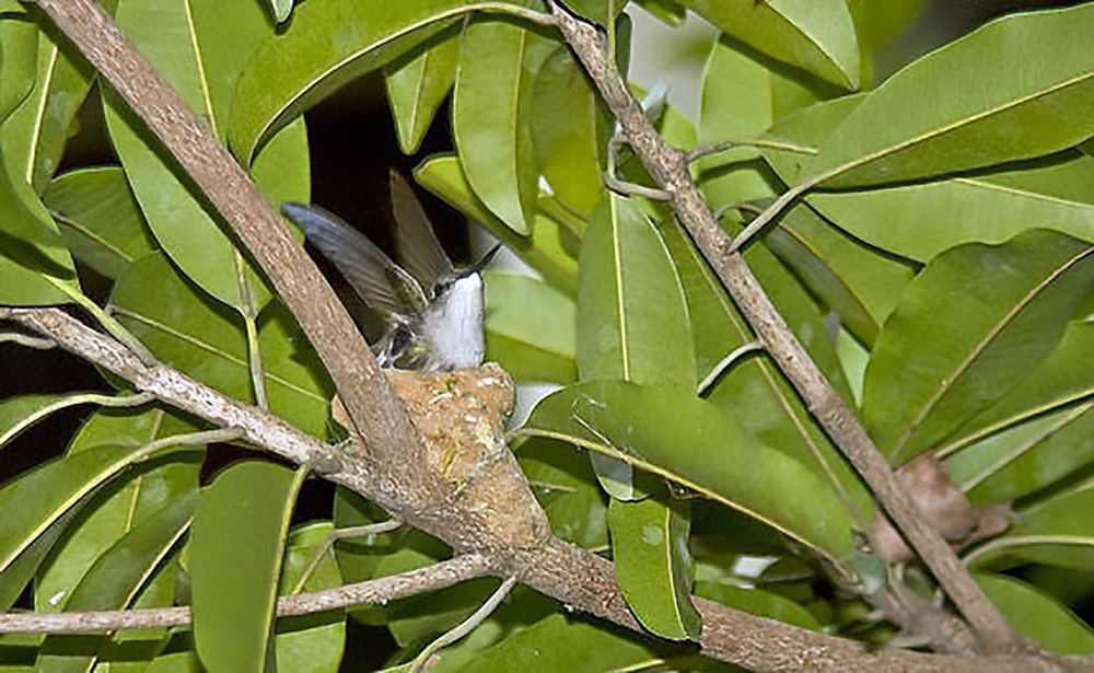 Photograph by Luciano Comba