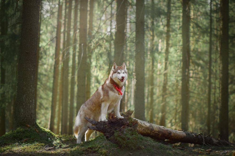 Photograph by Настасья Андреевна