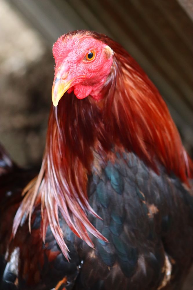 Photograph by Komang Mariono