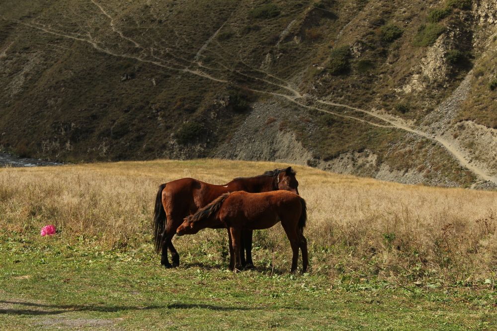 Фотография автора Mariami Sanishvili