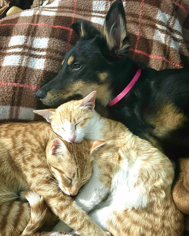 Photograph by Sharma Dr Megha