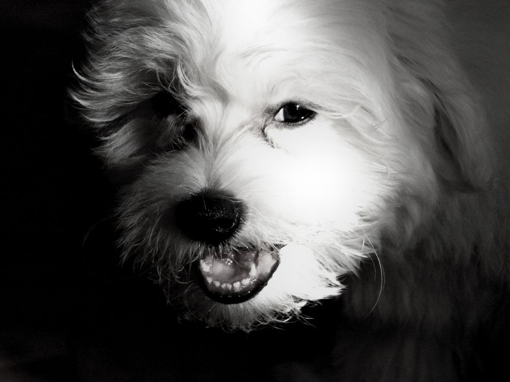 pet, maltese, nature, action, digitalphoto